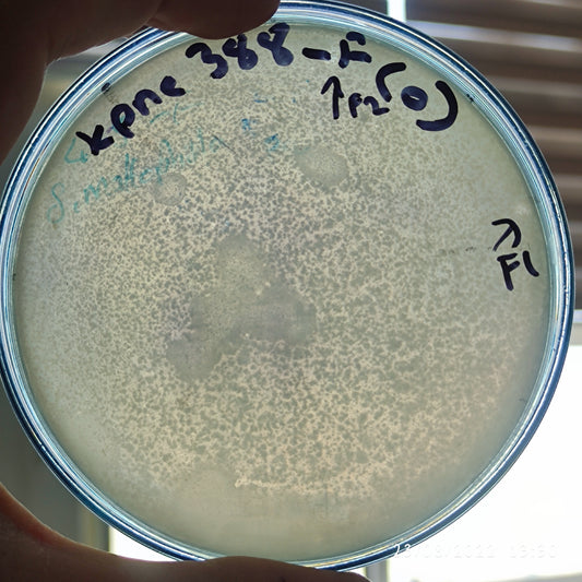 Klebsiella pneumoniae bacteriophage 180388F