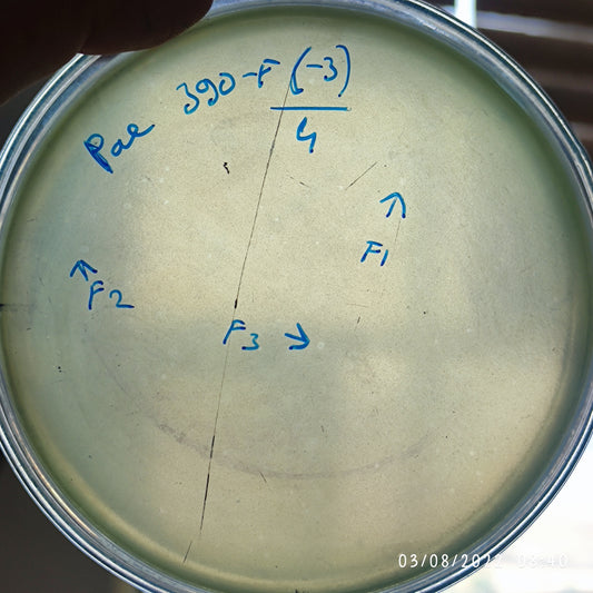 Pseudomonas aeruginosa bacteriophage 130390F