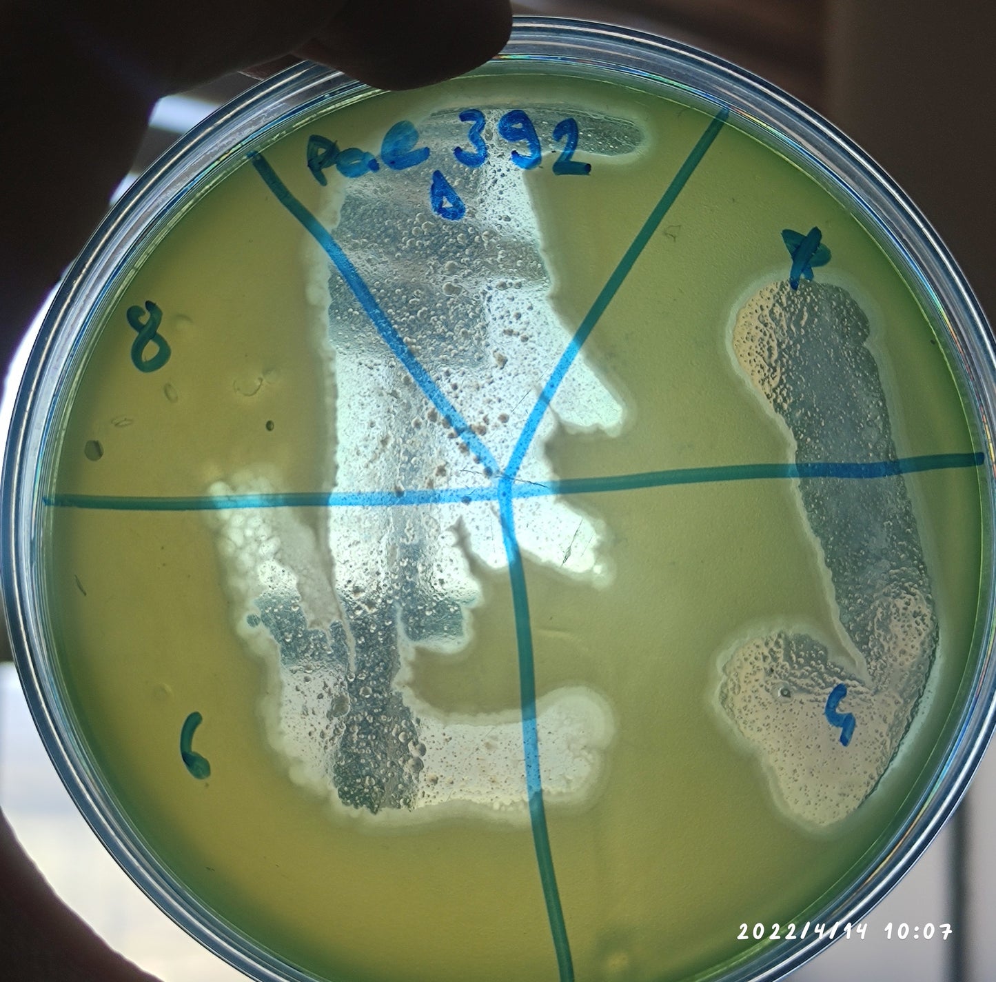 Pseudomonas aeruginosa bacteriophage 130392D