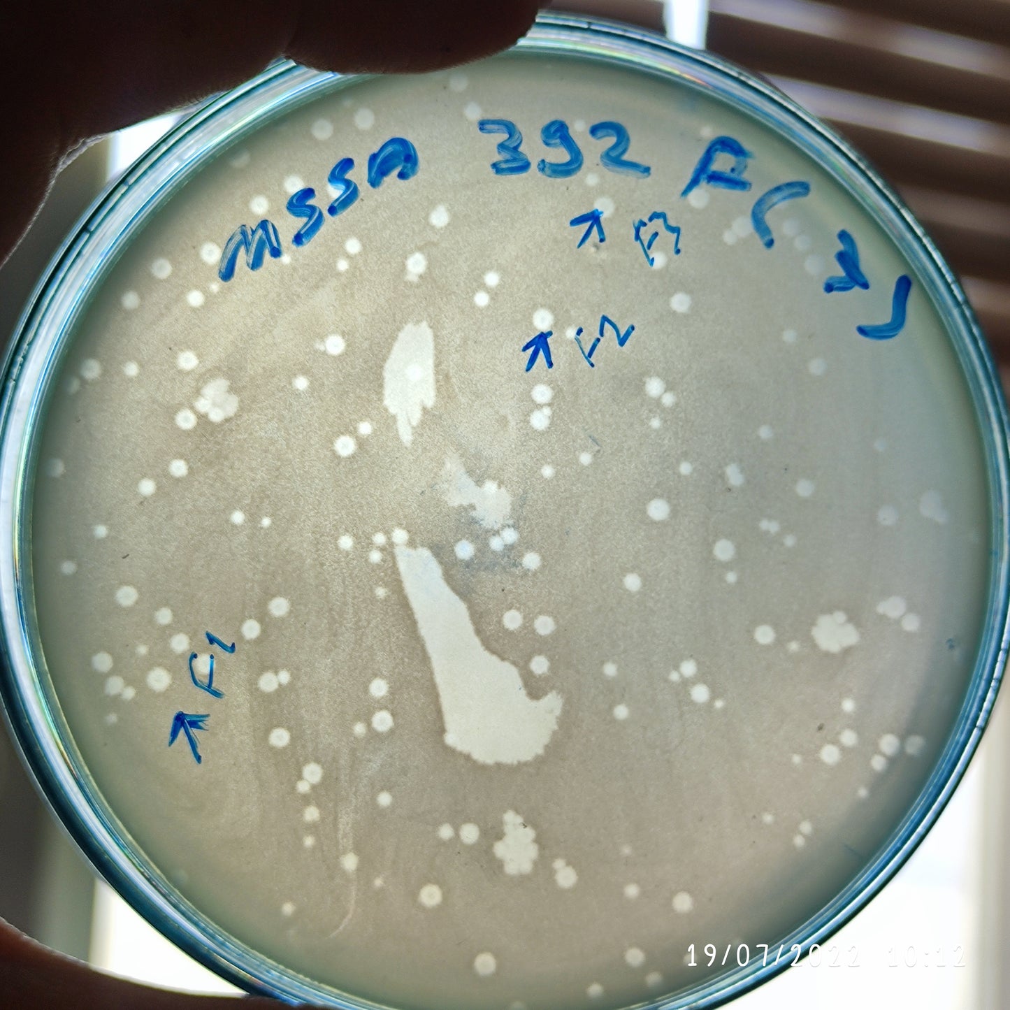 Staphylococcus aureus bacteriophage 152392F