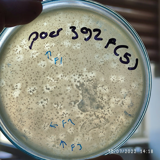 Pseudomonas aeruginosa bacteriophage 130392F