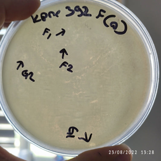 Klebsiella pneumoniae bacteriophage 180392F