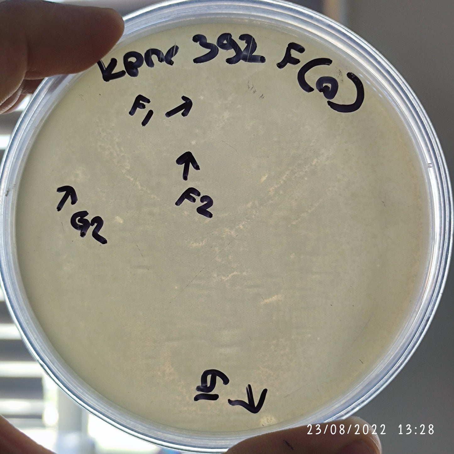 Klebsiella pneumoniae bacteriophage 180392G
