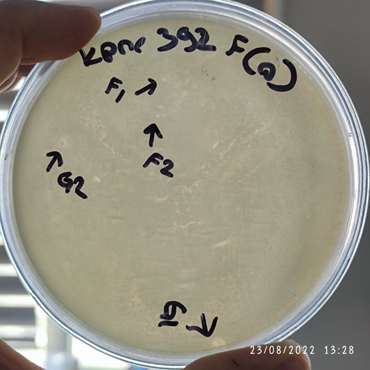 Klebsiella pneumoniae bacteriophage 180392G