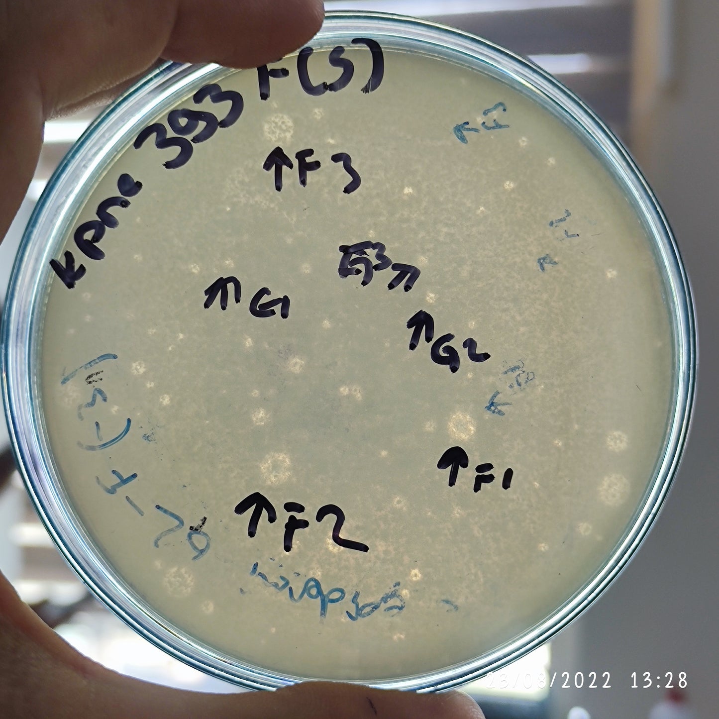 Klebsiella pneumoniae bacteriophage 180393F