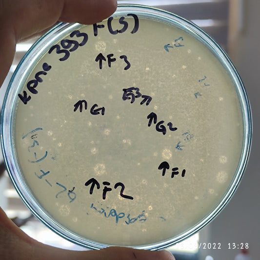 Klebsiella pneumoniae bacteriophage 180393F
