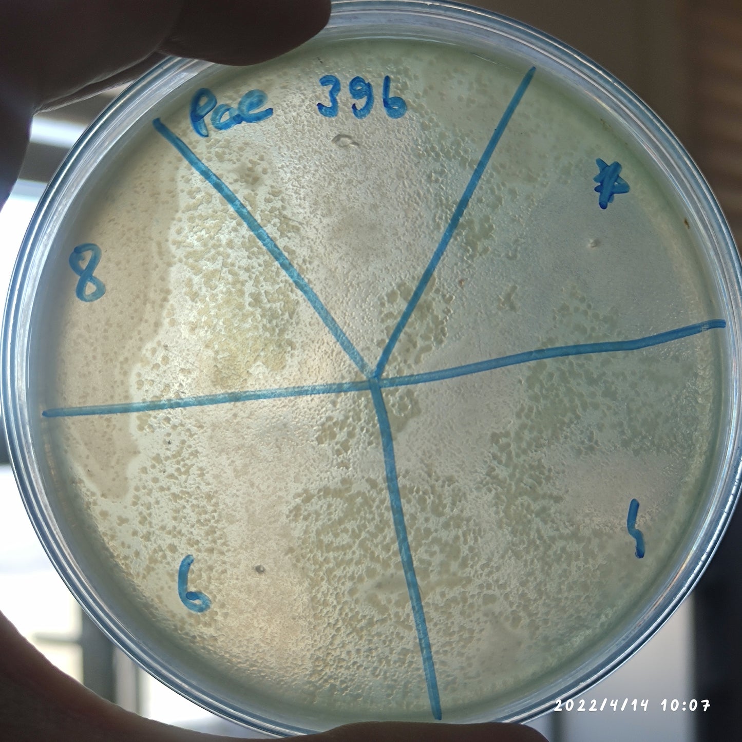 Pseudomonas aeruginosa bacteriophage 130396D