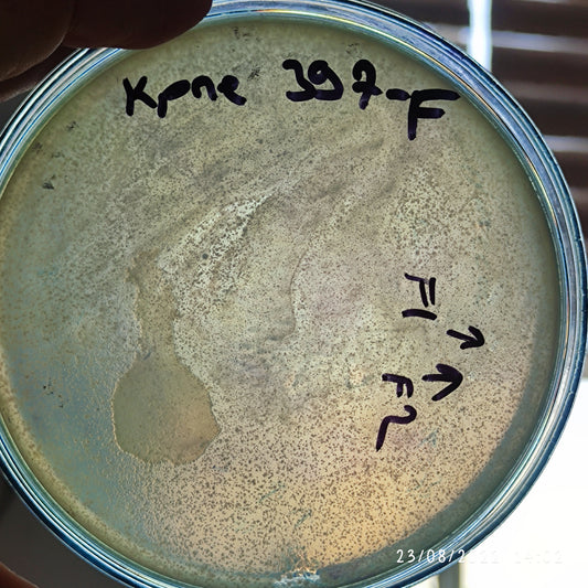 Klebsiella pneumoniae bacteriophage 180397F