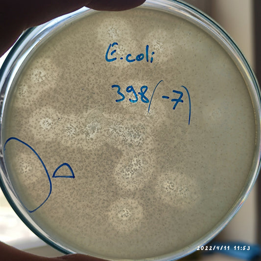 Escherichia coli bacteriophage 100398D