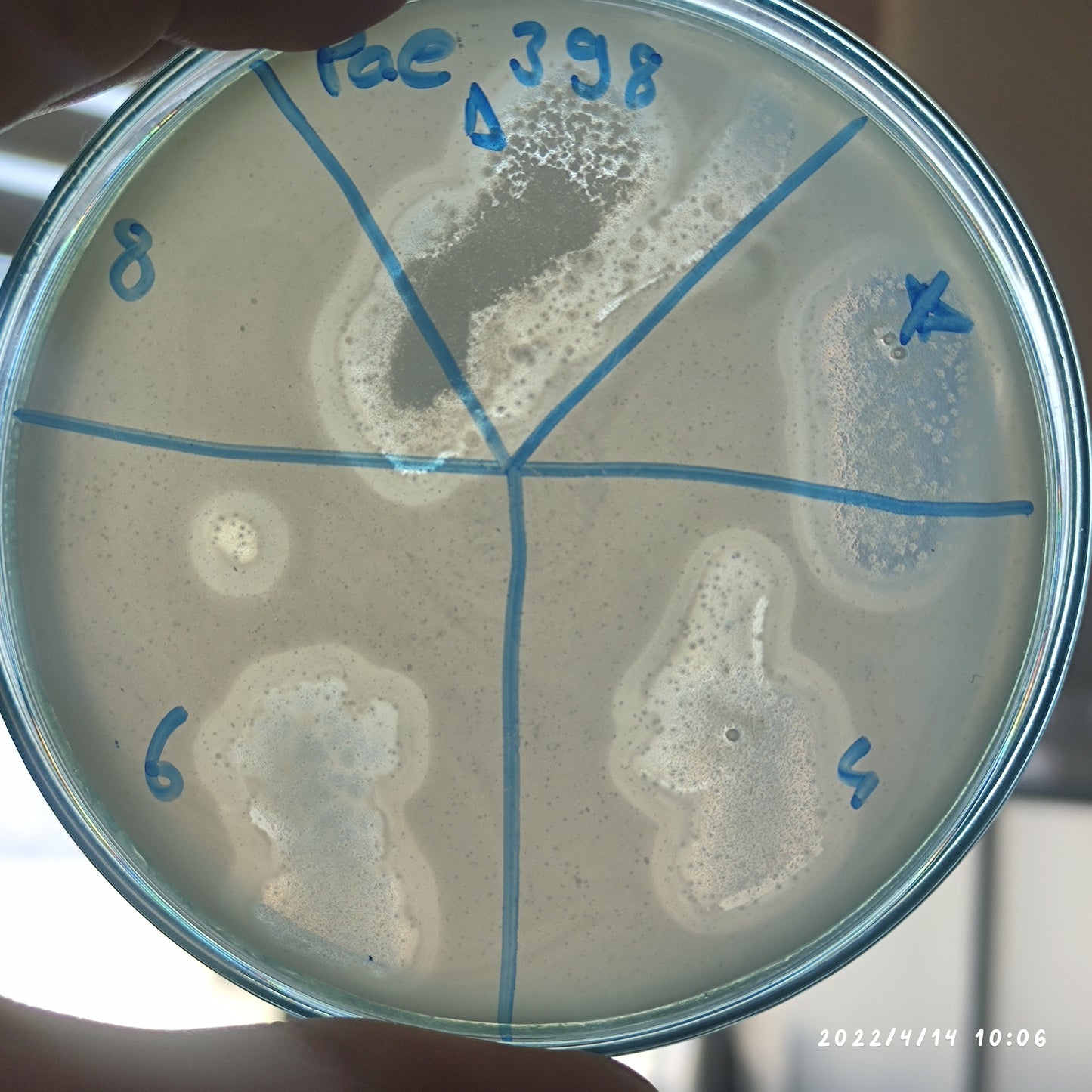 Pseudomonas aeruginosa bacteriophage 130398D