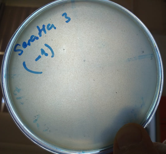 Serratia marcescens bacteriophage 200067A