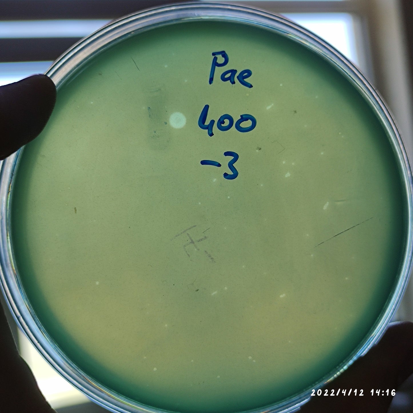 Pseudomonas aeruginosa bacteriophage 130400D