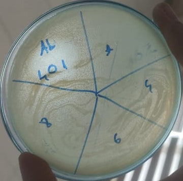 Acinetobacter baumannii bacteriophage 120401A