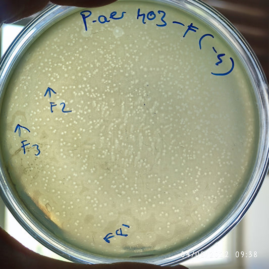 Pseudomonas aeruginosa bacteriophage 130403F