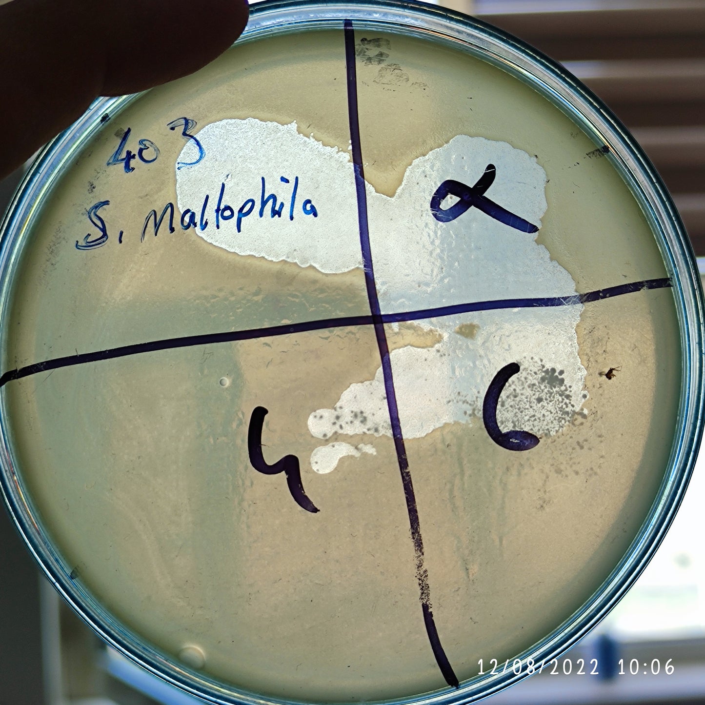 Stenotrophomonas maltophilia bacteriophage 200403F