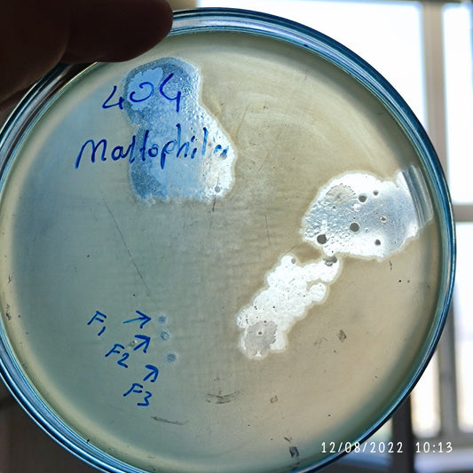 Stenotrophomonas maltophilia bacteriophage 200404F
