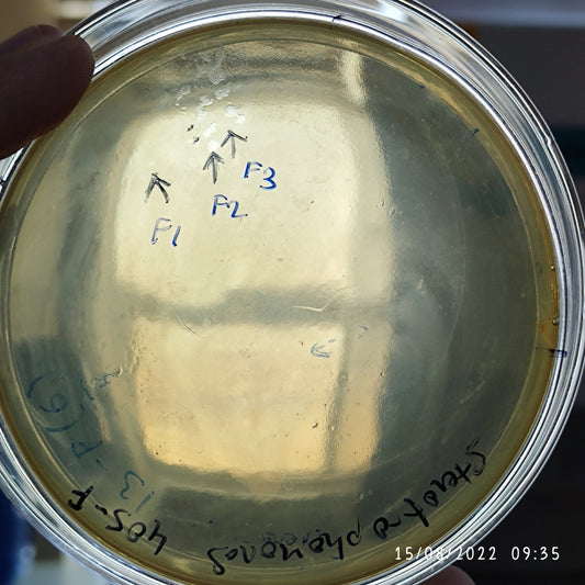 Stenotrophomonas maltophilia bacteriophage 200405F