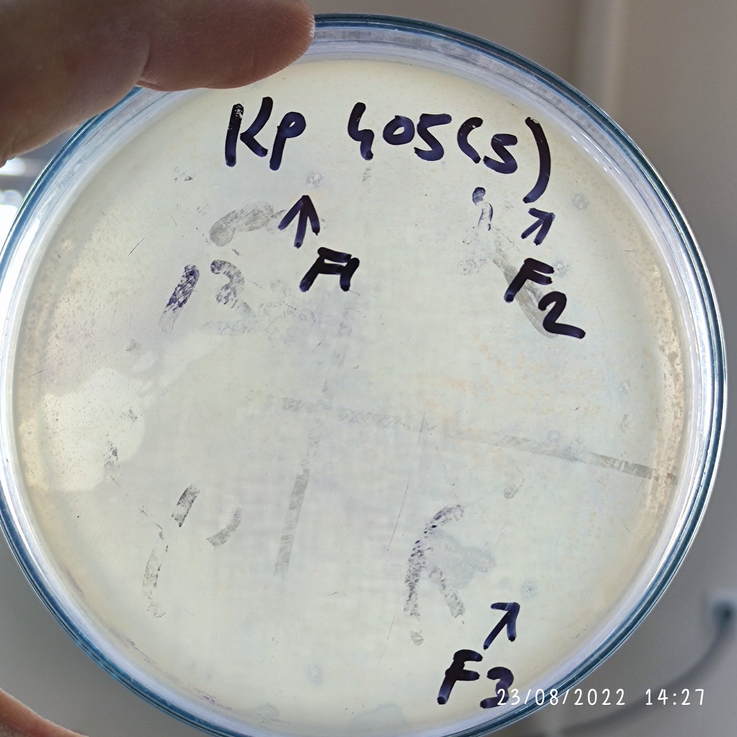 Klebsiella pneumoniae bacteriophage 180405F