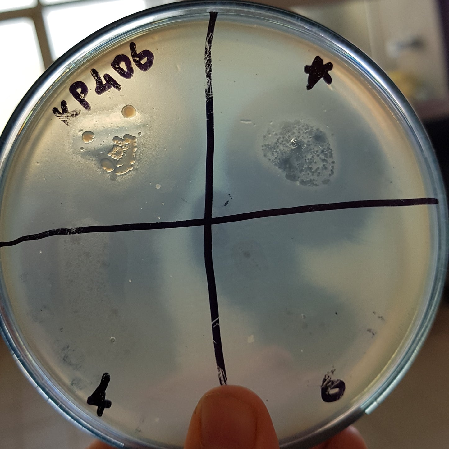 Klebsiella pneumoniae bacteriophage 180406A