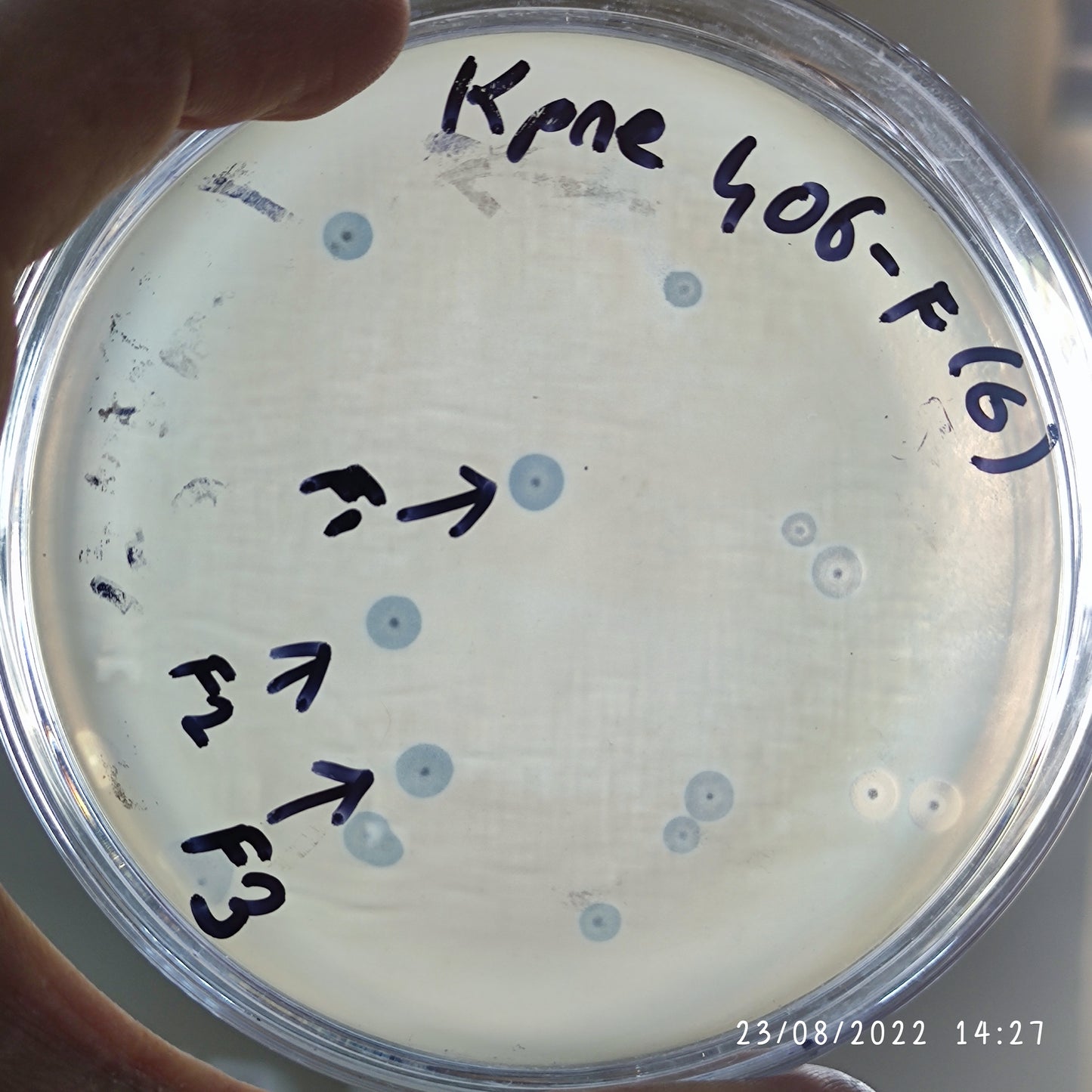 Klebsiella pneumoniae bacteriophage 180406F