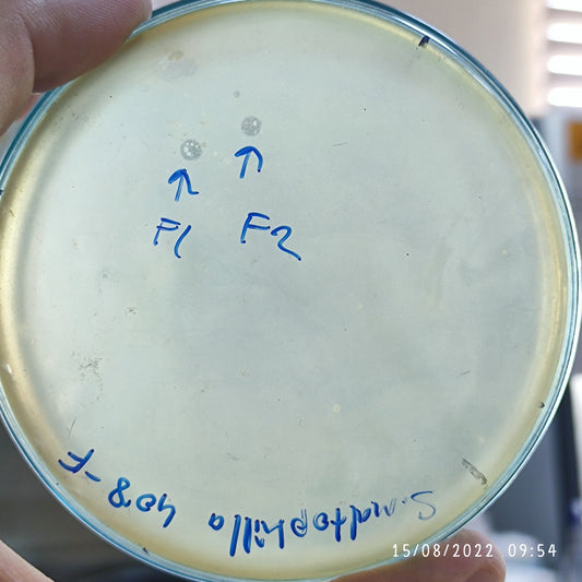 Stenotrophomonas maltophilia bacteriophage 200408F