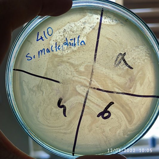Stenotrophomonas maltophilia bacteriophage 200410F