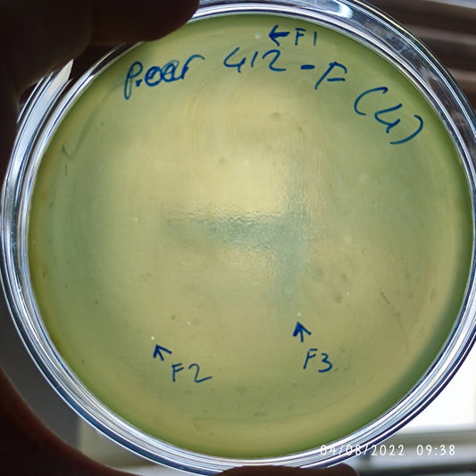 Pseudomonas aeruginosa bacteriophage 130412F