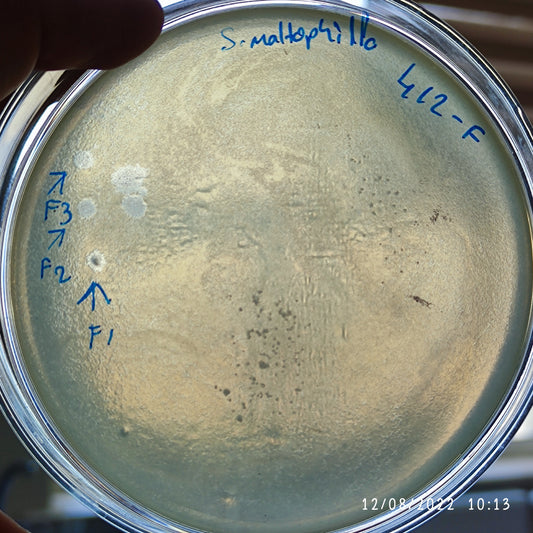 Stenotrophomonas maltophilia bacteriophage 200412F
