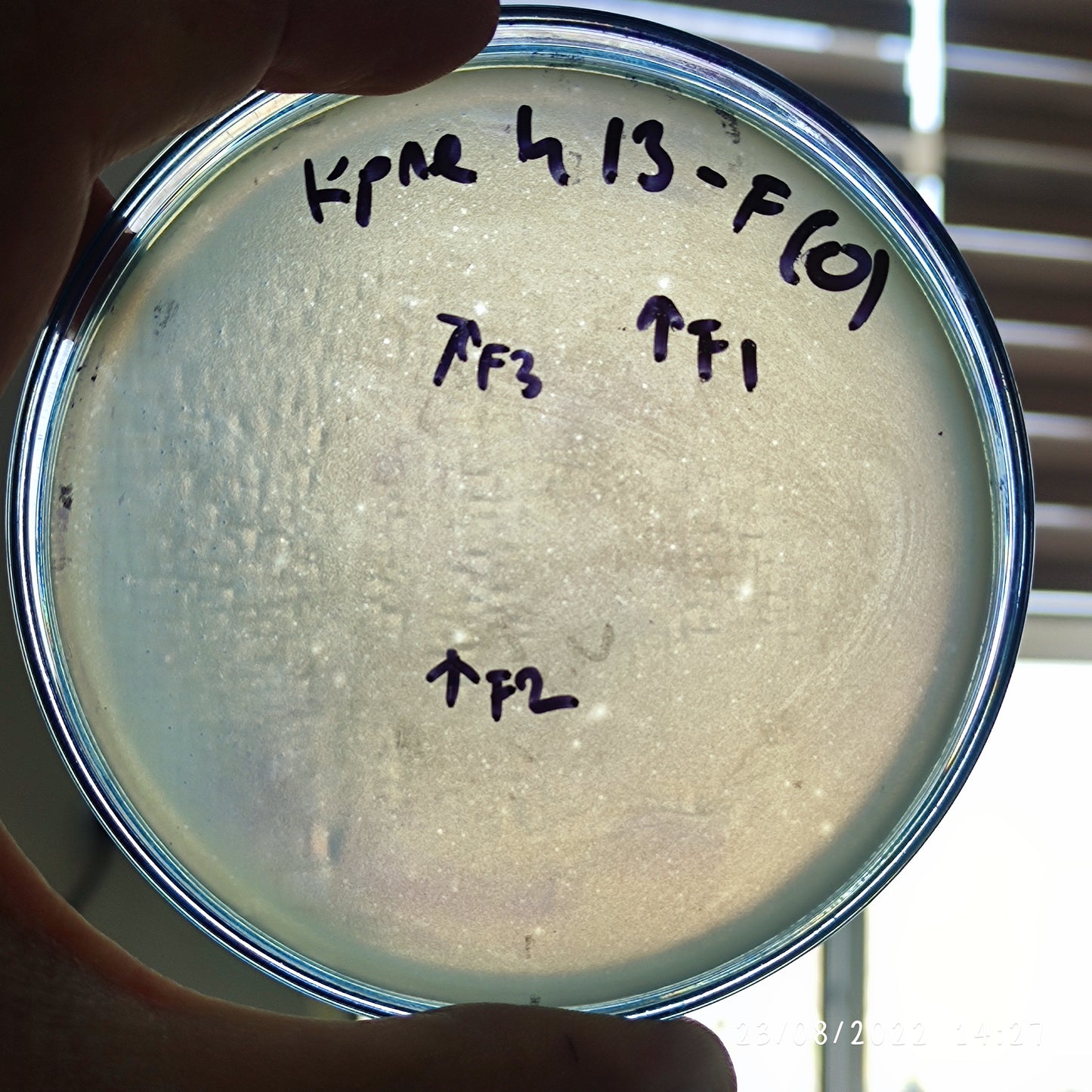 Klebsiella pneumoniae bacteriophage 180413F