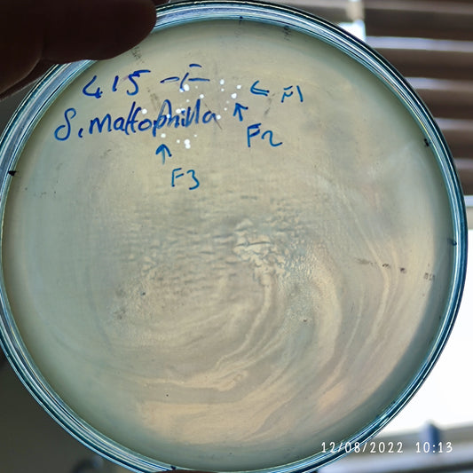 Stenotrophomonas maltophilia bacteriophage 200415F