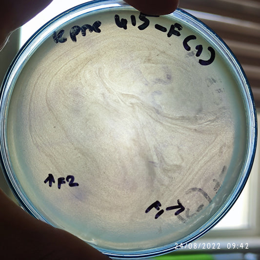 Klebsiella pneumoniae bacteriophage 180415F