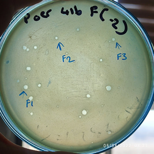 Pseudomonas aeruginosa bacteriophage 130416F