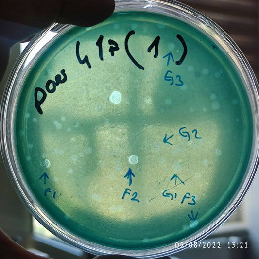 Pseudomonas aeruginosa bacteriophage 130041F