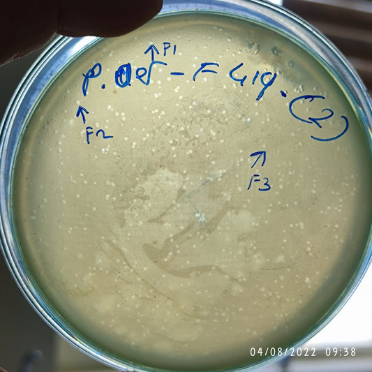 Pseudomonas aeruginosa bacteriophage 130419F