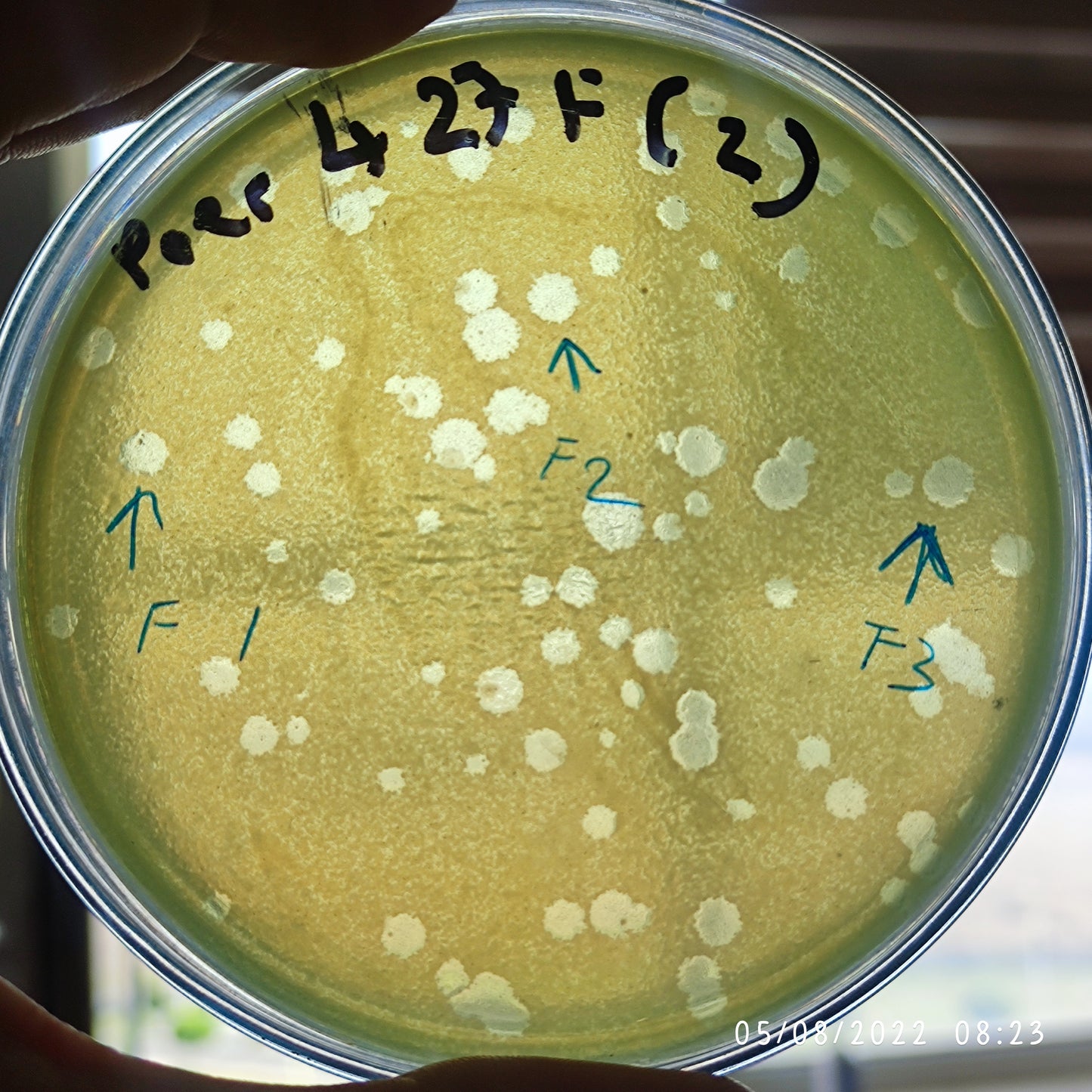 Pseudomonas aeruginosa bacteriophage 130427F