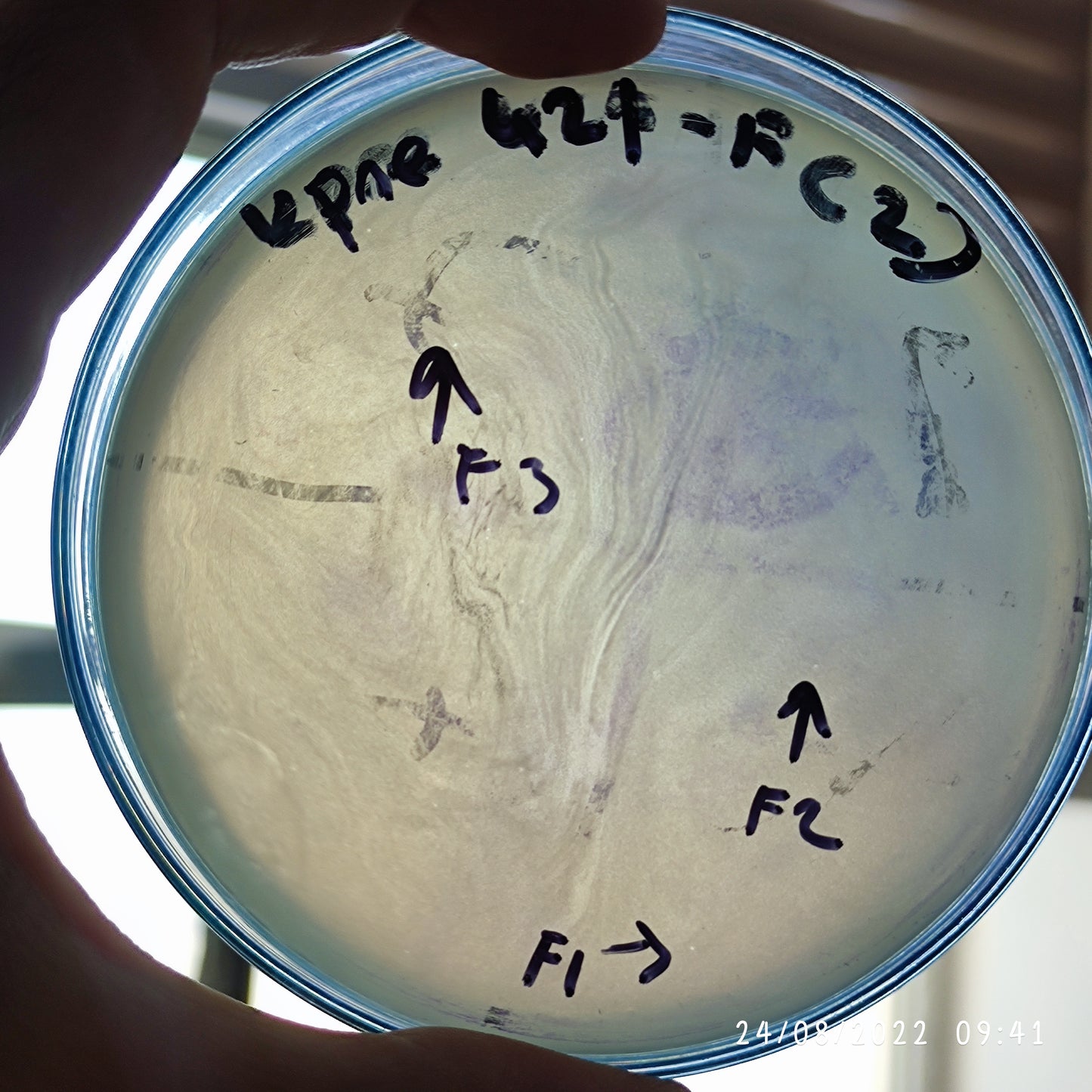 Klebsiella pneumoniae bacteriophage 180427F