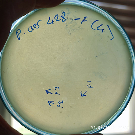 Pseudomonas aeruginosa bacteriophage 130428F