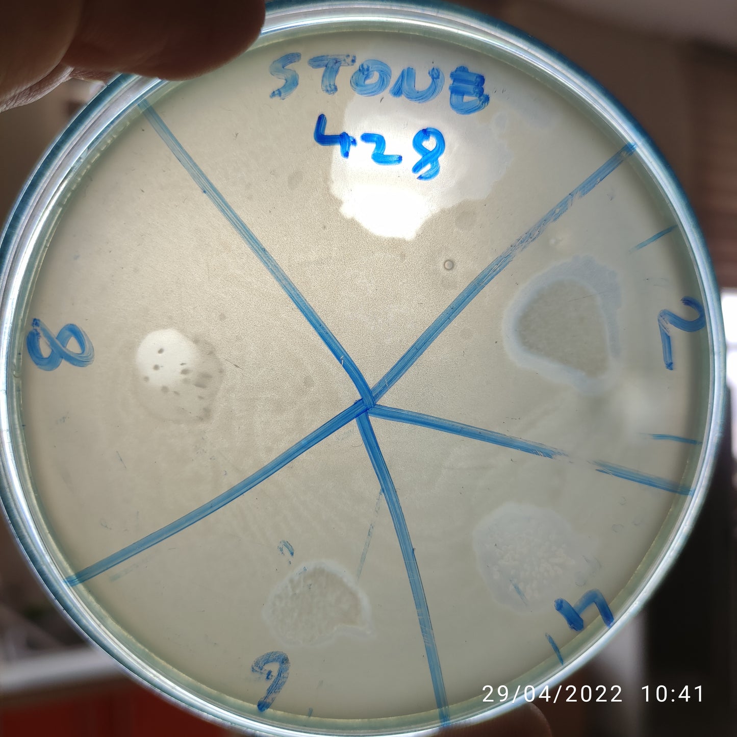 Stenotrophomonas maltophilia bacteriophage 200428D