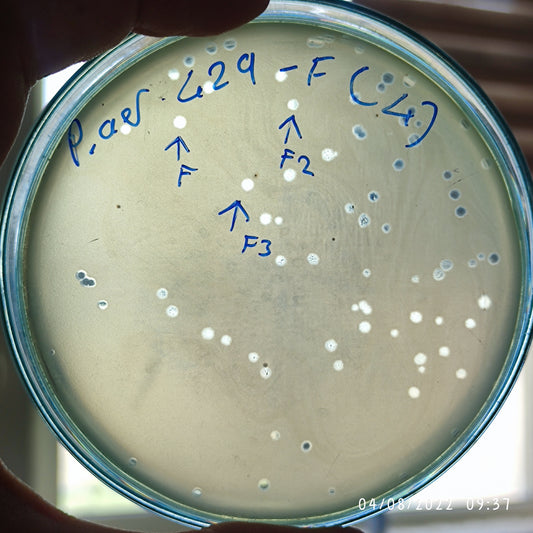 Pseudomonas aeruginosa bacteriophage 130429F