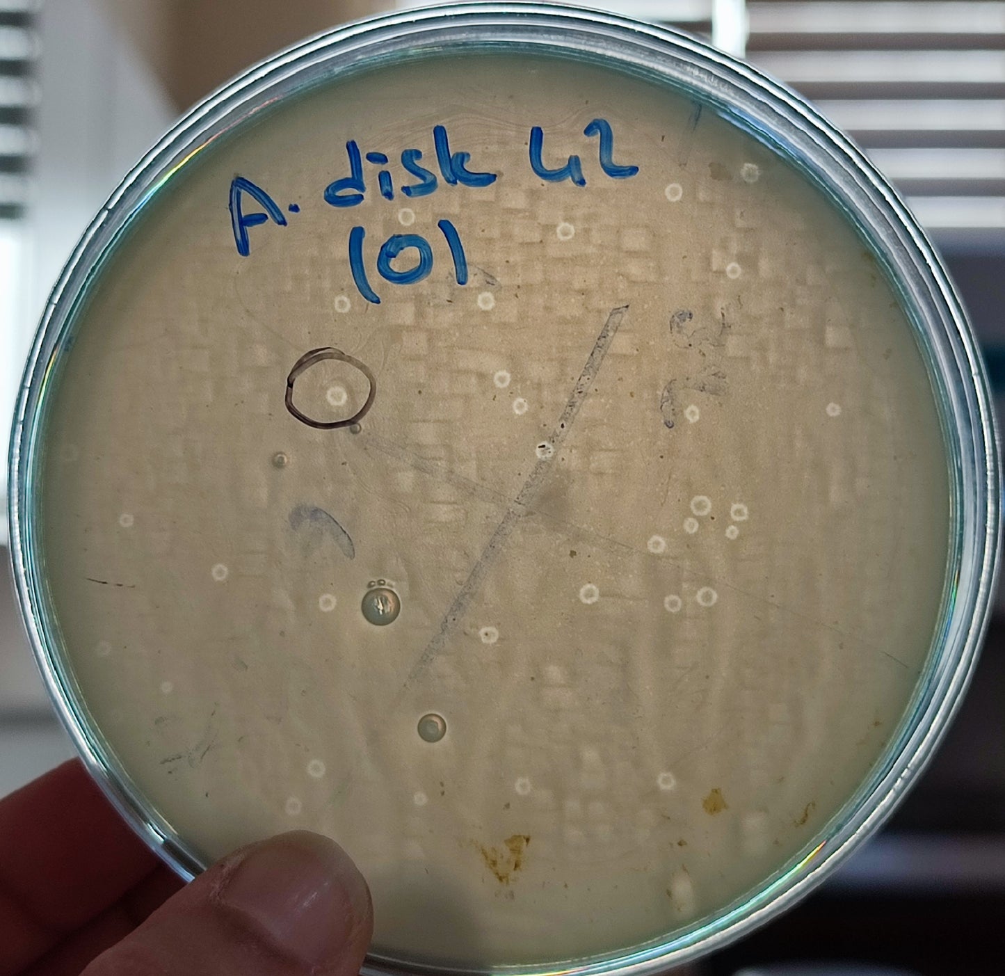 Acinetobacter dijkshoorniae bacteriophage 128042D
