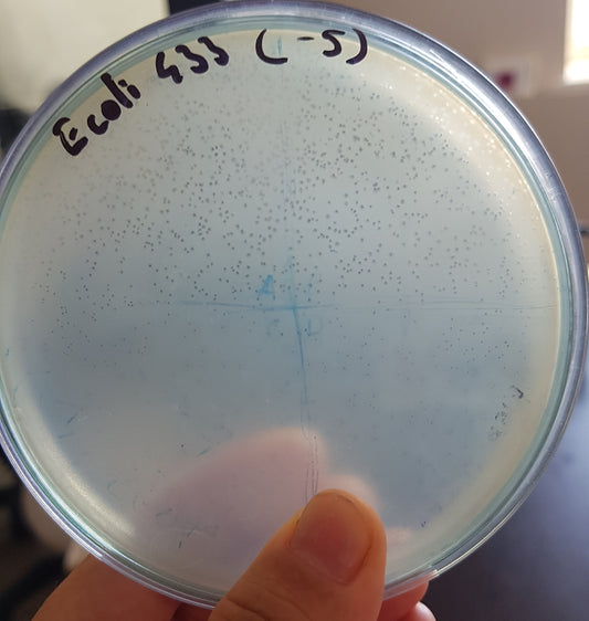 Escherichia coli bacteriophage 100433A