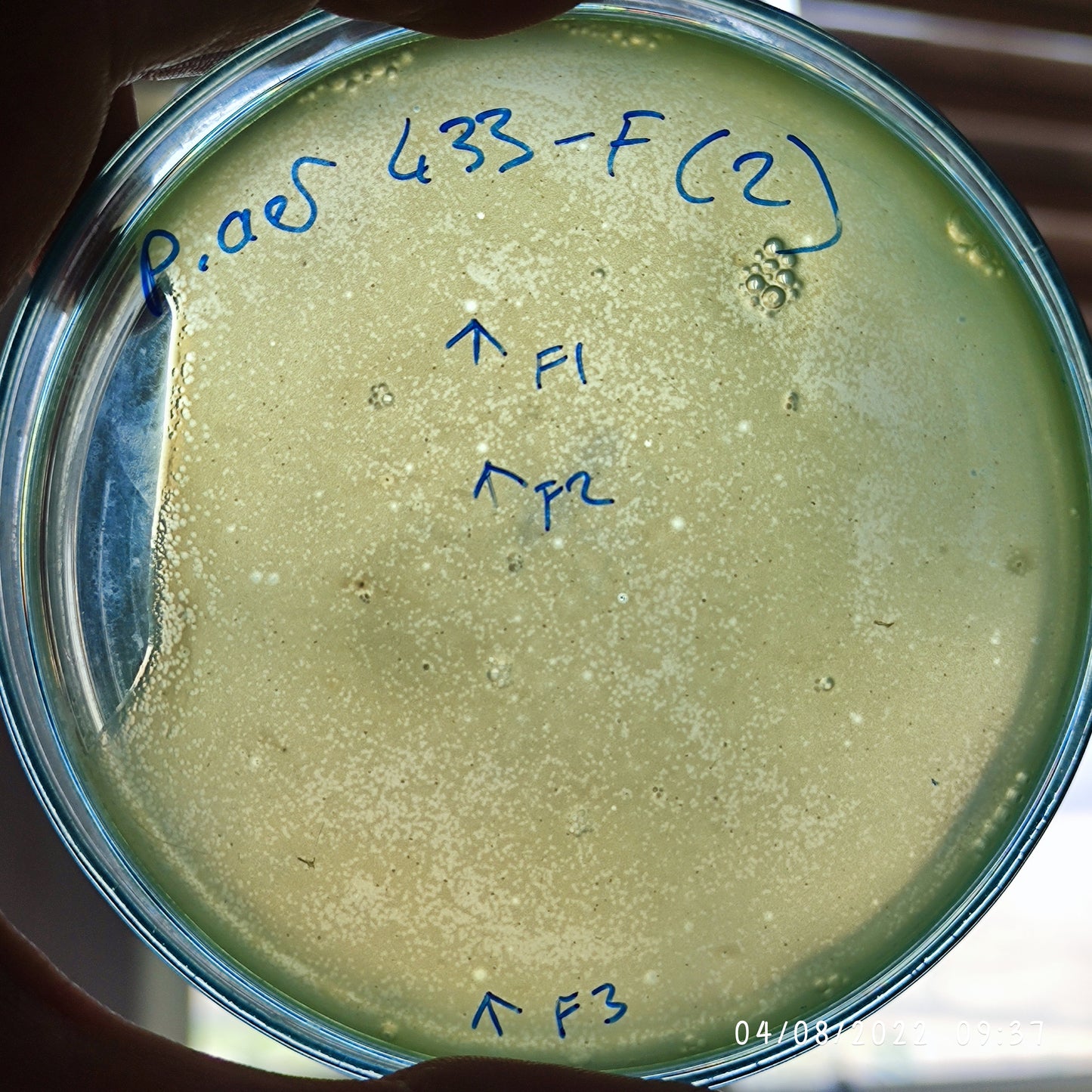 Pseudomonas aeruginosa bacteriophage 130433F