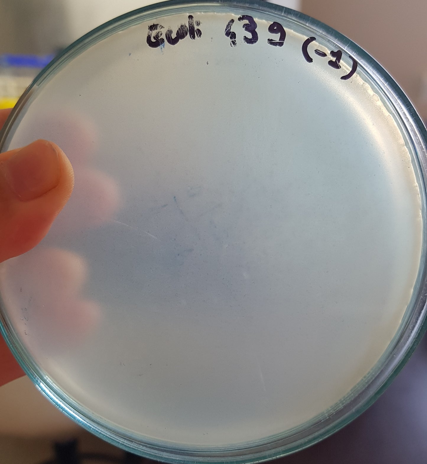 Escherichia coli bacteriophage 100439A