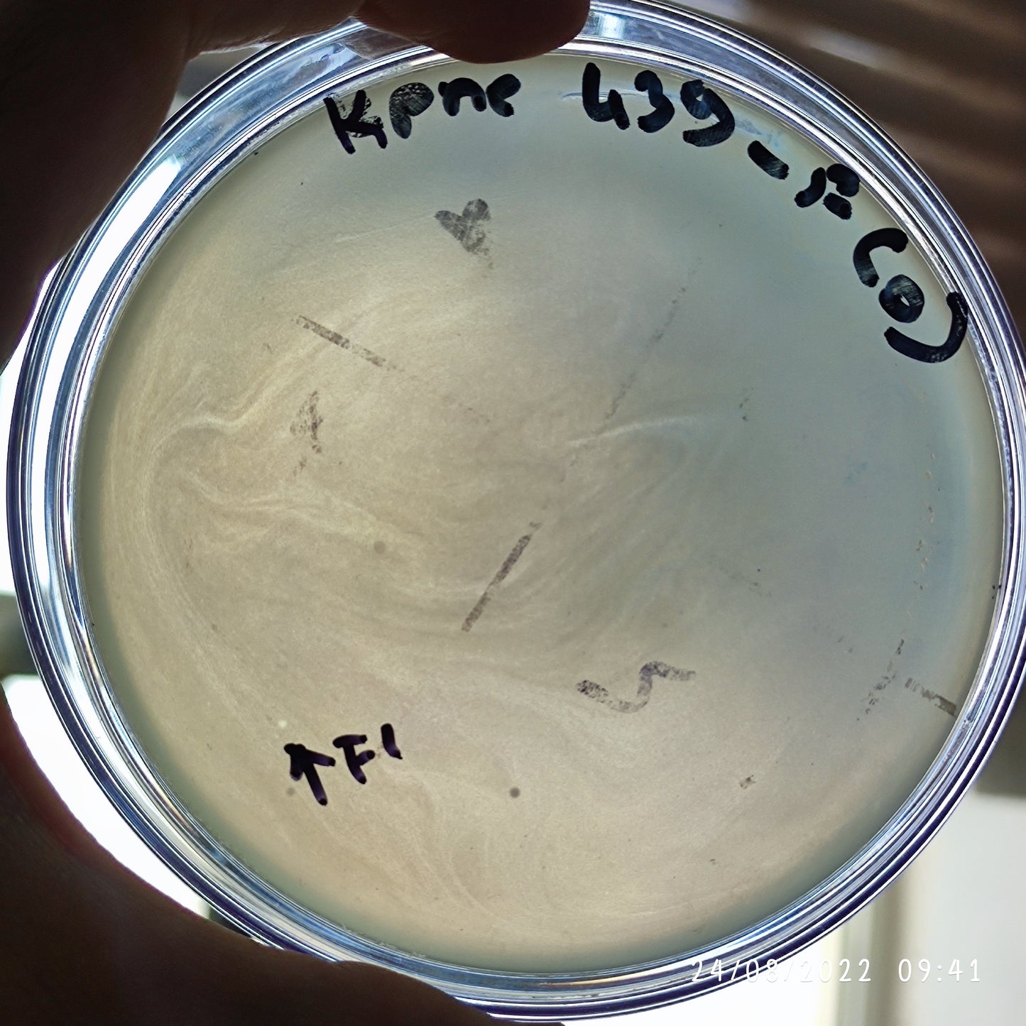 Klebsiella pneumoniae bacteriophage 180439F