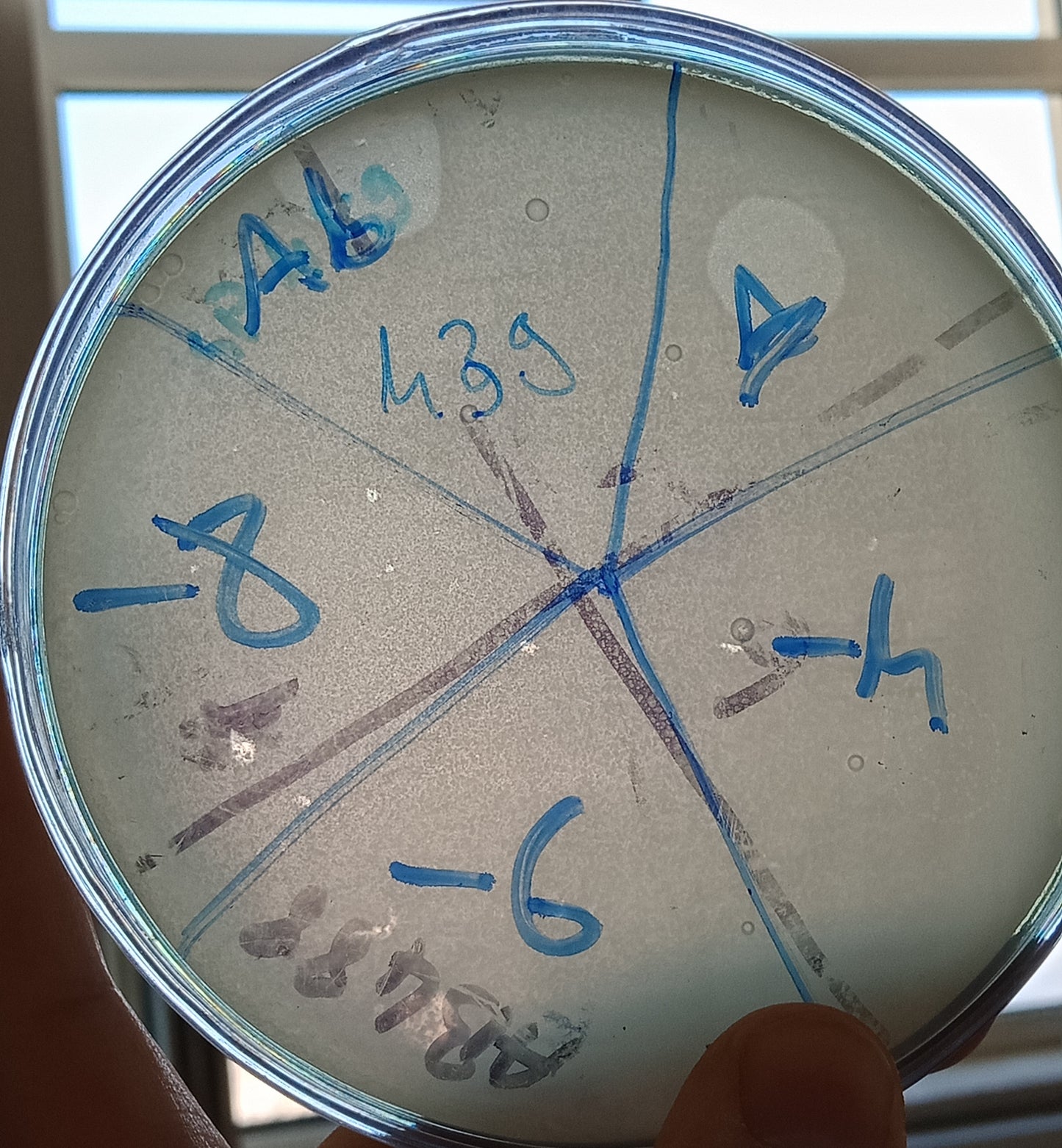 Acinetobacter baumannii bacteriophage 120439A