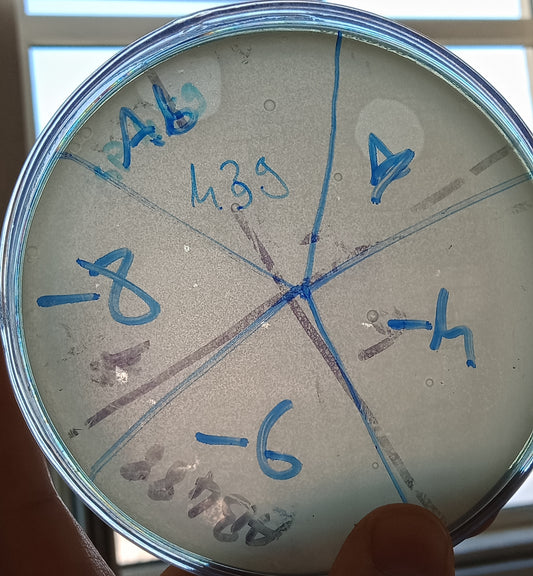 Acinetobacter baumannii bacteriophage 120439A