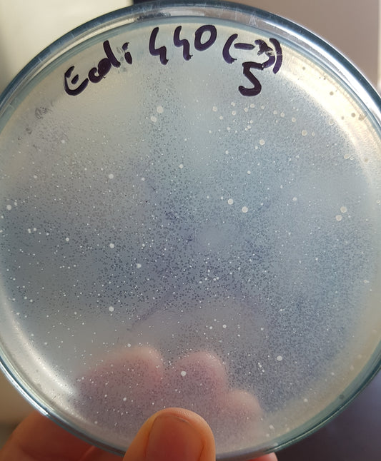 Escherichia coli bacteriophage 100440A