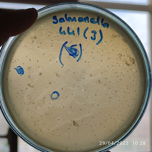 Salmonella bacteriophage 200441D