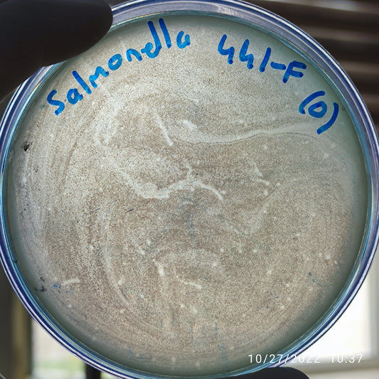 Salmonella bacteriophage 200441F