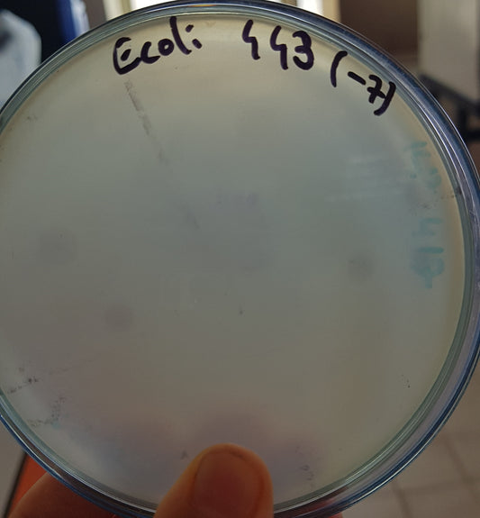 Escherichia coli bacteriophage 100443A